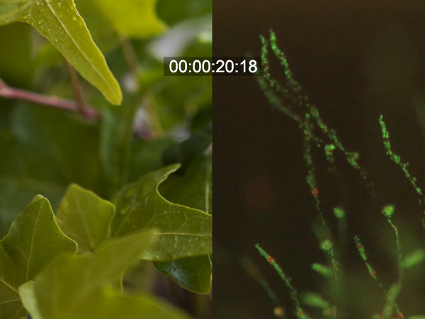 The Growth of Stem Cells in Plants