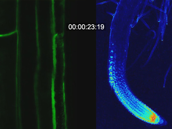 Plant Hormones at Work