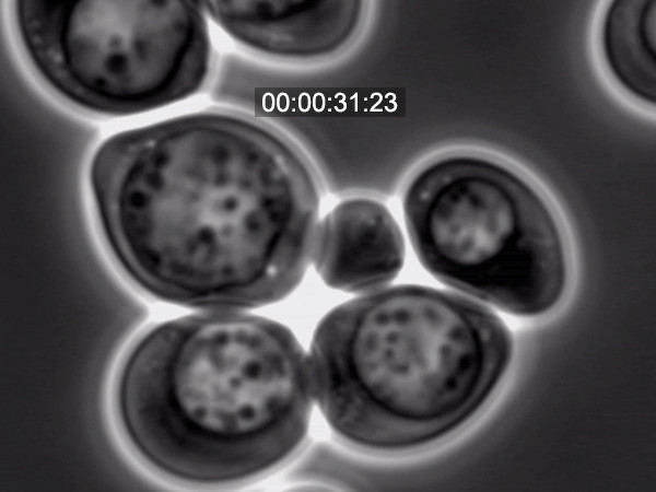 Autophagy in Budding Yeast