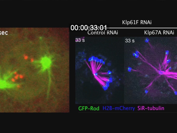 The Dynamics of the Cell Division Apparatus