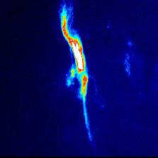 ショウジョウバエおよびその脳内神経活動の可視化