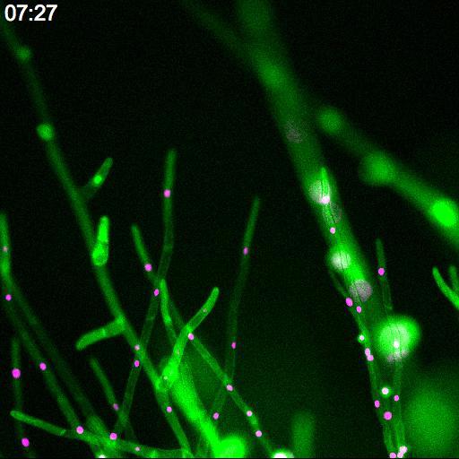 植物幹細胞の成長の様子